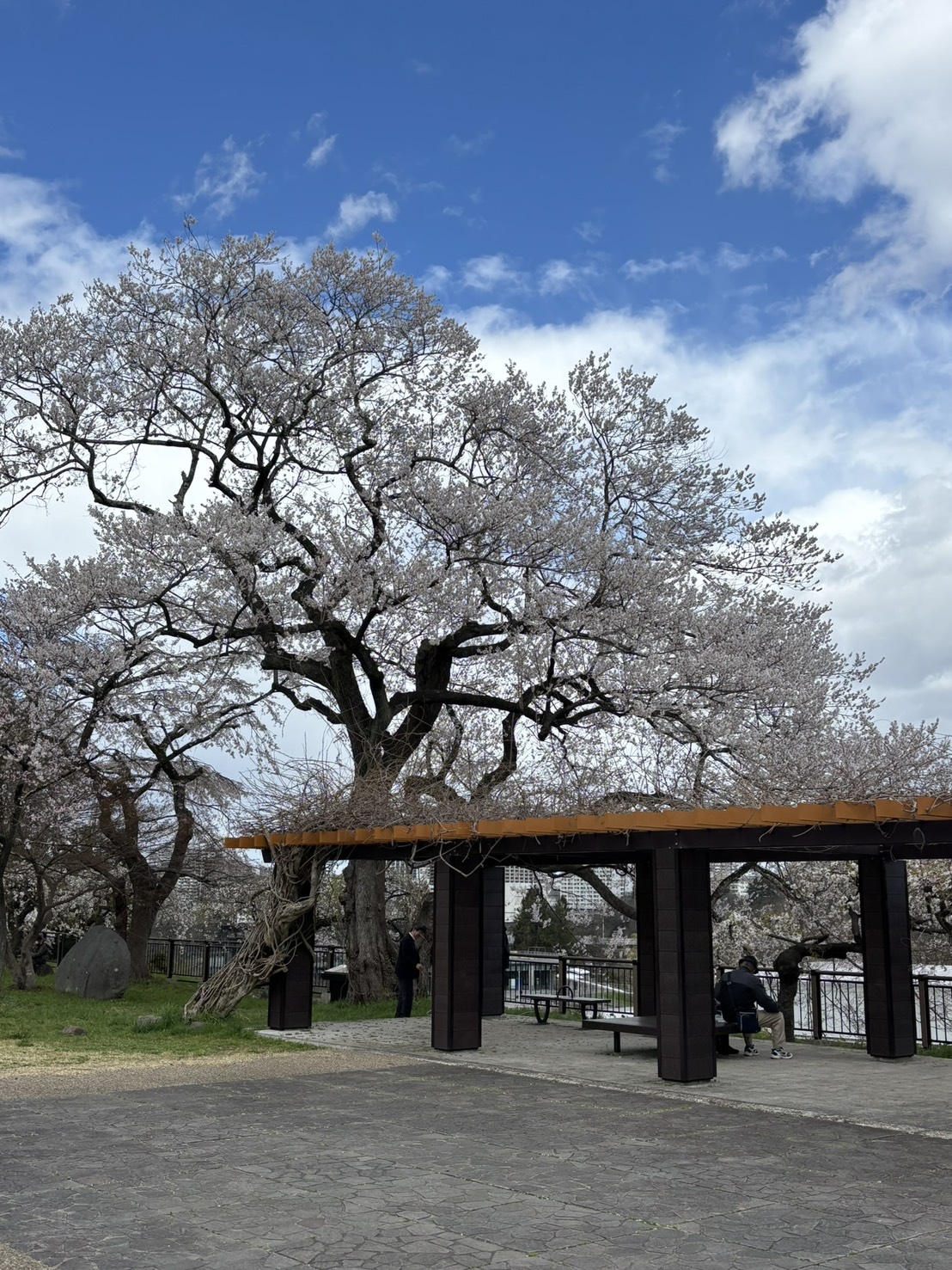お花見会場の桜